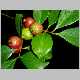psidium cattleianum.jpg